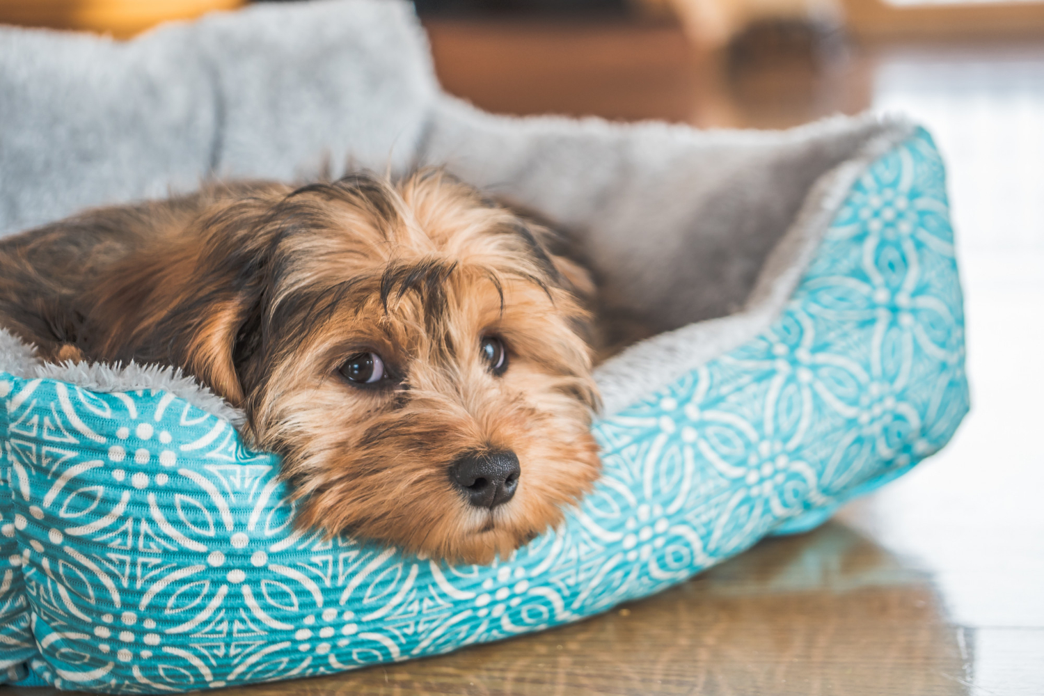 Decorative Pet Beds for your Furry Friends